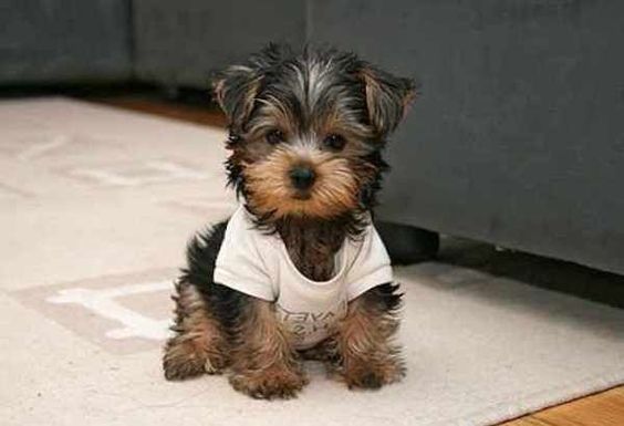 Best Small Dogs that Dont Shed. Some dog breeds are considered low-shed, no-shed, or hypoallergenic because they do not produce as much dander