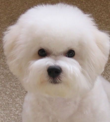 Bichon in a pet cut, body close and head about one inch for easier care (Original pinner wrote: Show-Dog Cut ... soft, rounded, ball of white fluff)