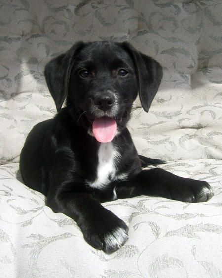 Black lab-beagle mix puppy.