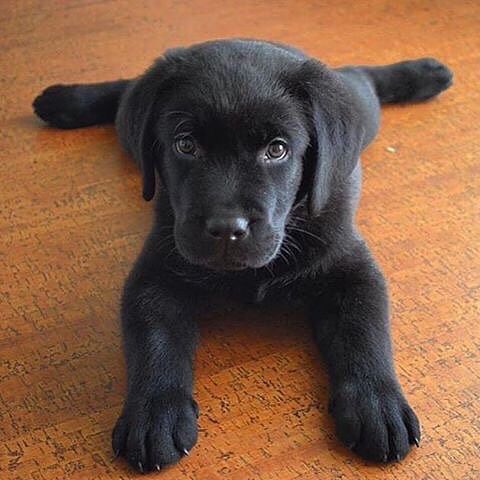 Black lab puppy Picture by @happylabr