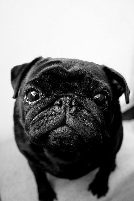 black pug. They're so sweet.