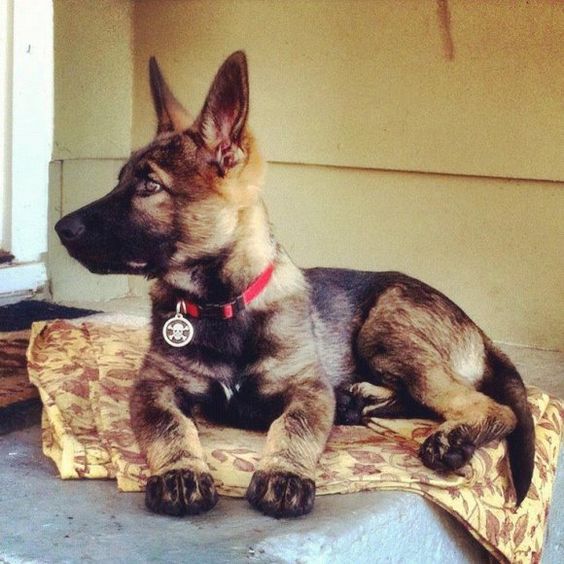Black sable DDR GSD pup