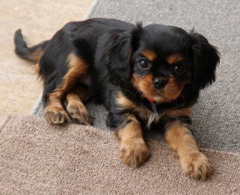Black & Tan Cavalier King Charles Spaniel Puppy