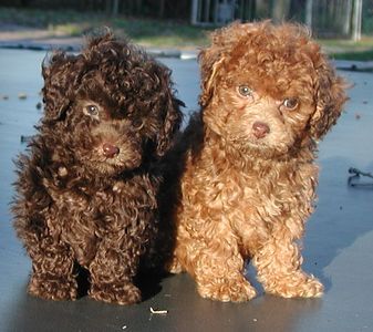 Blake Lively's Favorite MaltiPoo Picture. Chocolate & Red MaltePoo Adults. Blake Lively MaltePoo Penny Blake Lively MaltiPoo Penny
