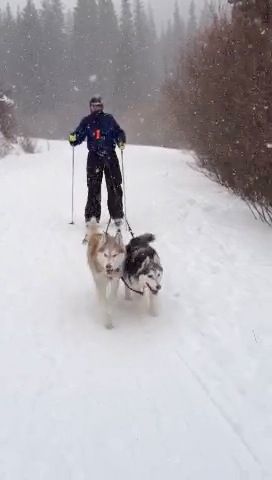 Blog featuring Skijoring with 2 Siberian Huskies