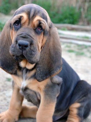 blood hound puppy | Photo of Bloodhound puppy dog