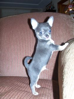 Blue chihuahua puppy