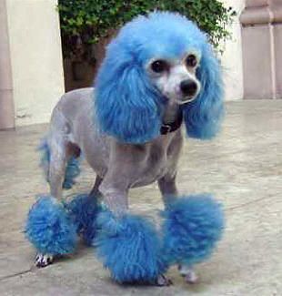 Blue Dye Poodle