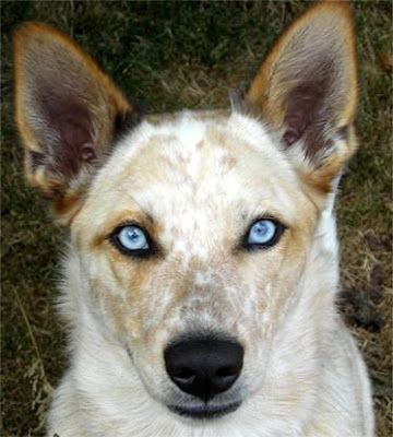 Blue eyed Australian Cattle Dog