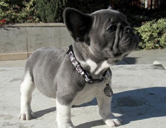 blue french bulldog puppies for sale uk | Zoe Fans Blog