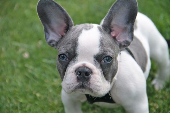 Blue French Bulldog Puppy with Blue Eyes, just gorgeous.