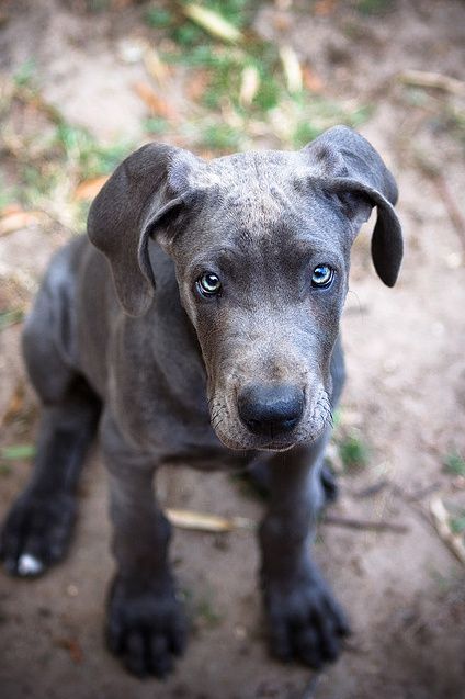 Blue Great Dane. You will be mine someday