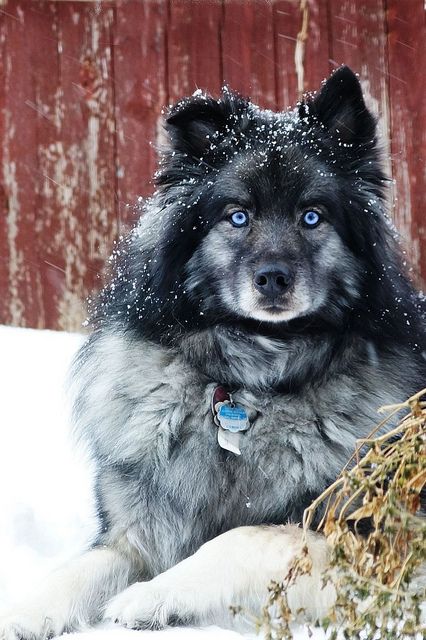 Blue in the snow storm