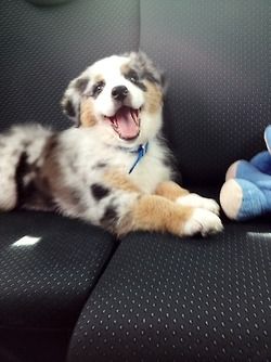 Blue Merle Australian Shepherd puppy--Look at that smile!!