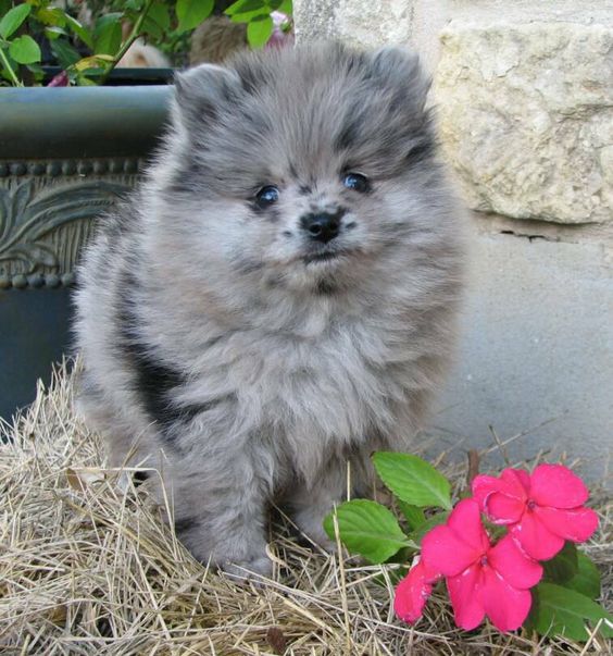 Blue Merle Pomeranian Puppy    Probably the only dog if consider having, some cute blue Merle  Pomeranian or a pomsky.
