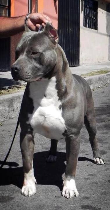 blue nose pit bull #bully #americanbully #dogs #cute #puppies #Bulldog #Pittbull
