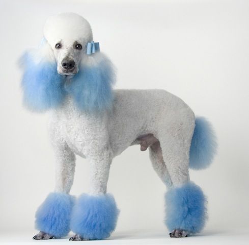 blue poodle