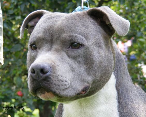 Blue Staffordshire Bull Terrier - I want one!!