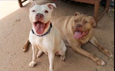 Bonded pair Helen and John at risk 6/28/16 at Manhattan ACC! Please share. 