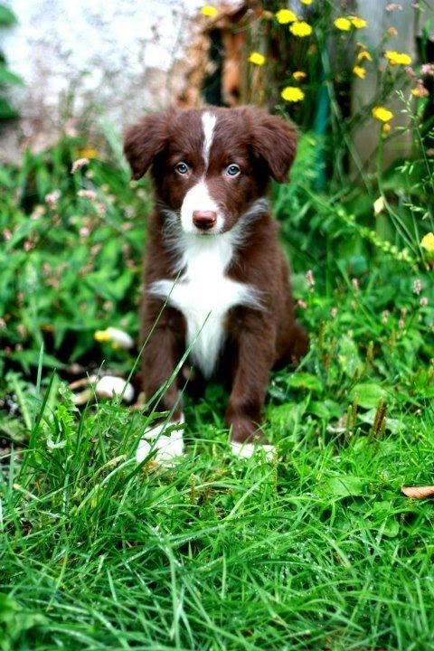 Border Collie - extremely affectionate, active and fun loving dogs. Intelligent and trainable. Considered as most obedient among all dog breeds