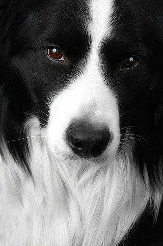 border collie face | Flickr - Photo Sharing!