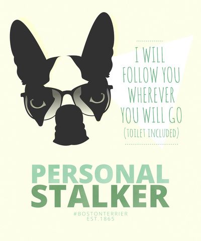 Boston Terrier: Personal Stalker. Art Print