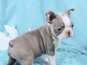 Boston Terrier Puppies For Sale: AKC Blue & Champagne Boston Terriers