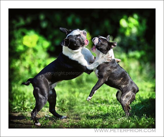 Bostons at Play! Yoda and Miss Higgle from East Sussex, UK (Photo)