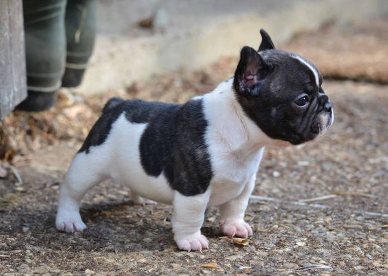 Bouledogue français. Trop mignon ce mini modèle :-) Mini French Bulldog Puppy.