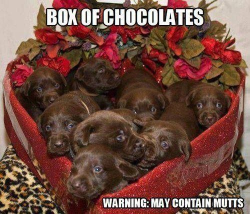 Box of Chocolates may contain mutts