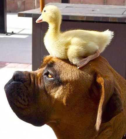 Boxer dog and duck by Karen Friesecke