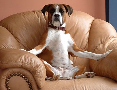 Boxer dog Wilma. This is my chair now. Next time you'll learn not to get up!