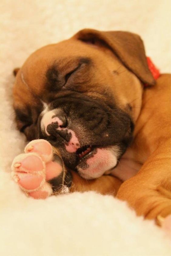 Boxer naptime
