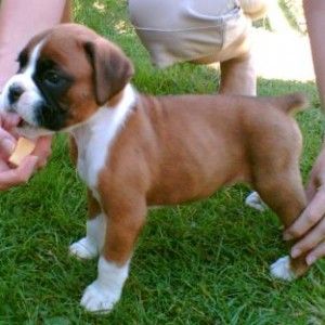 boxer puppy