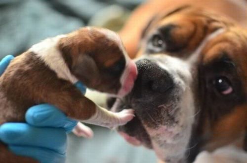 boxers ♥ -- how beautiful is this?