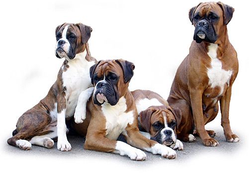 Boxers our breed of choice!