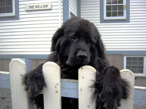 Brigus, Newfoundland - While walking along a path in Brigus, this big beast bolted over and jumped up on the fence looking for attention.