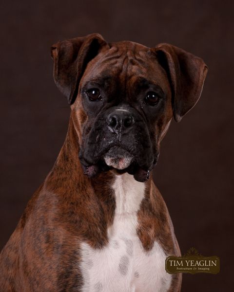 Brindle Boxer Baby! WANT!