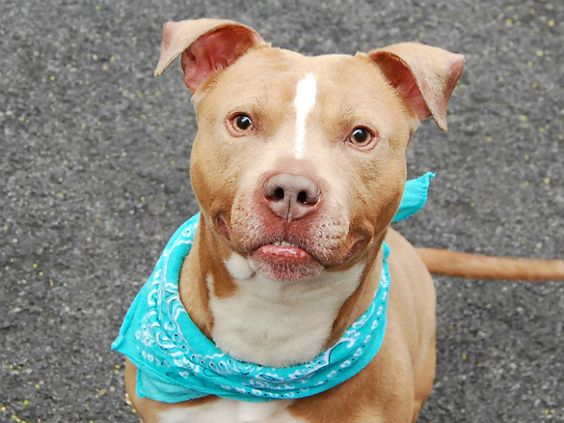 BROCK - A1076246 - - Manhattan  TO BE DESTROYED 06/14/16  A volunteer writes: Roll up, roll up ladies and gents and feast your eyes on ‘The Dog of a Thousand Smiles’! His coat is soft as silk, his tail wags a mile a minute and his face is an ever changing masterpiece–the Mona Lisa ain’t got nothing on our Brock! All the stories you’ve heard are true. Yes! He lived in harmony with autistic teens and played wonderfully with kids of all ages. Yes!