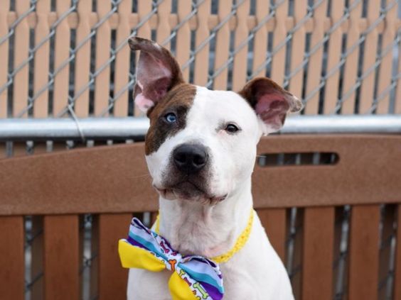 Brooklyn Center APALLO – A1075887 MALE, WHITE / BR BRINDLE, PIT BULL MIX, 3 yrs OWNER SUR – EVALUATE, NO HOLD Reason LLORDPRIVA Intake condition EXAM REQ Intake Date 06/01/2016, From NY 10456, DueOut Date 06/01/2016