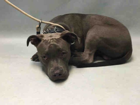 Brooklyn Center LESLY – A1078749 MALE, GRAY / WHITE, AM PIT BULL TER MIX, 1 yr STRAY – STRAY WAIT, NO HOLD Reason STRAY Intake condition EXAM REQ Intake Date 06/24/2016, From NY 11693, DueOut Date06/27/2016