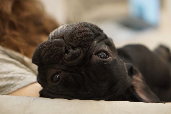 Buckminster Diaries: The story of a french bulldog : Photo