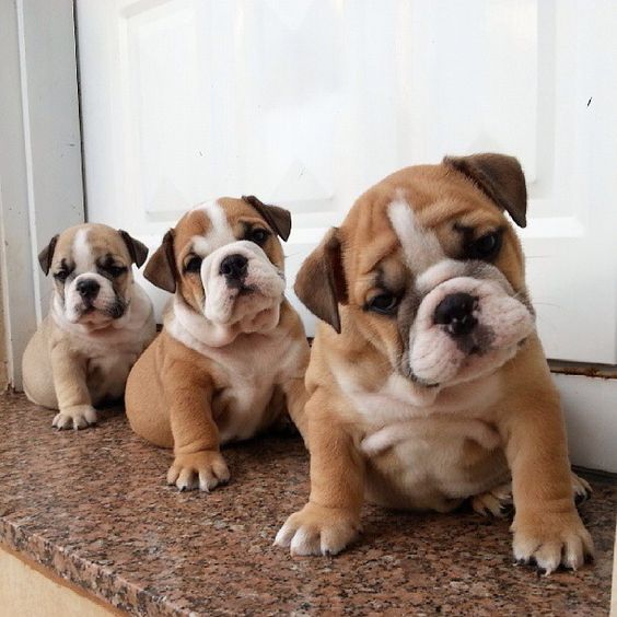 Bulldog babies!!