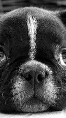 bulldog_puppy_dog_black_white_face_eyes_sadness_16715_640x1136 | Flickr - Photo Sharing!