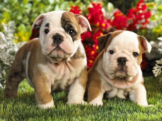 bulldog pups