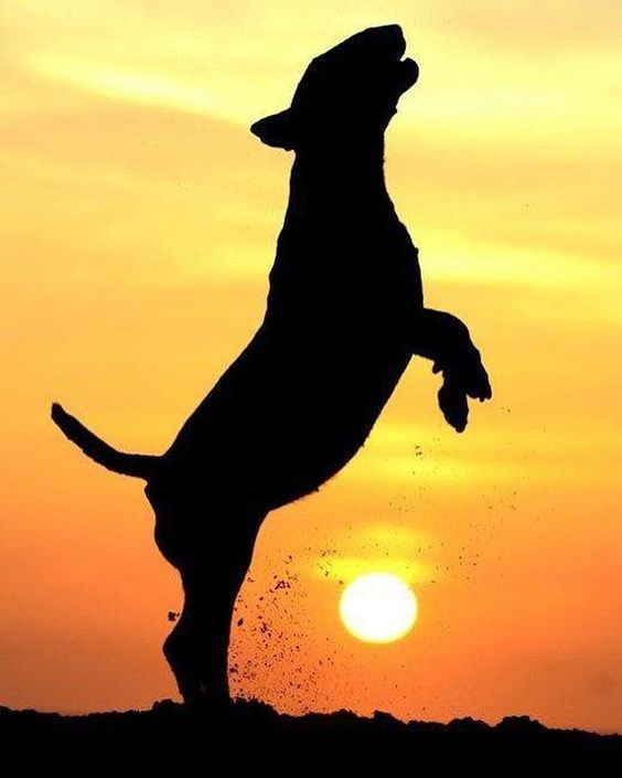 #bullybreed #bullterrier #bullterriers #dogs #dogstagram #dogsofinstagram #sun #sunset #alicevankempen