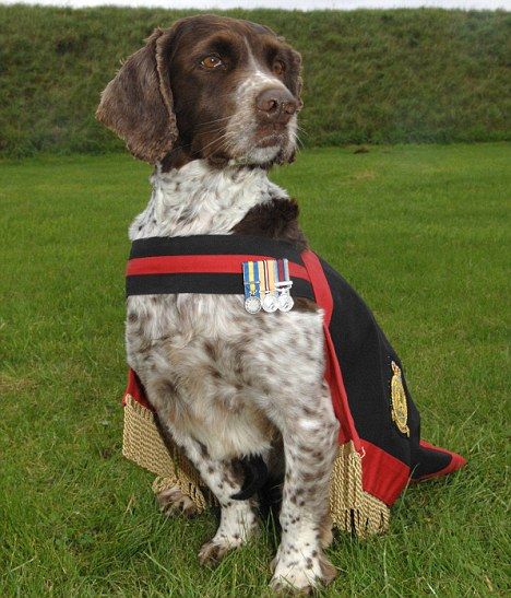 Buster, a nine-year-old English springer spaniel, earned a row of campaign medals for his service in Bosnia, Iraq and Afghanistan as a RAF explosives sniffer dog.