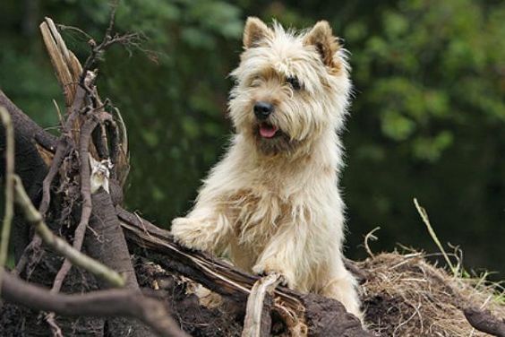 cairn terrier | Cairn Terrier Welpen vom Züchter kaufen