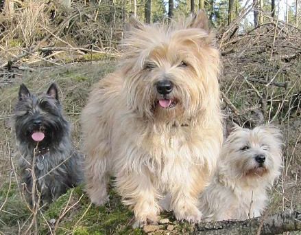 cairn terrier family~