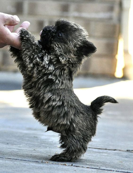 Cairn Terriers are  must have another terrier and this has to be the